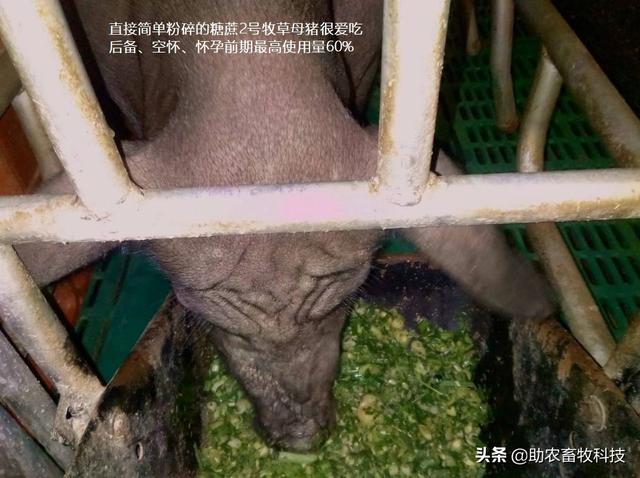 不爱吃、浪费！牧草饲喂猪鸡鸭鹅怎么样饲喂才能更好地利用