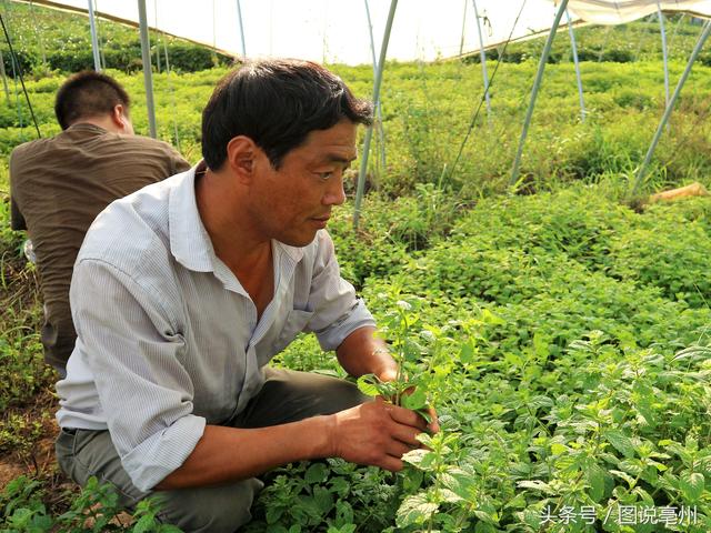 同样种植薄荷，村民亩收入3000元，他收入1.3万元，秘诀在哪里？