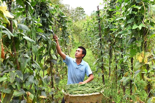 豇豆高产种植有妙招！农户知道吗？可以了解下