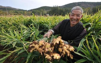 生姜什么时候种植最好，现在种植时间可以吗？