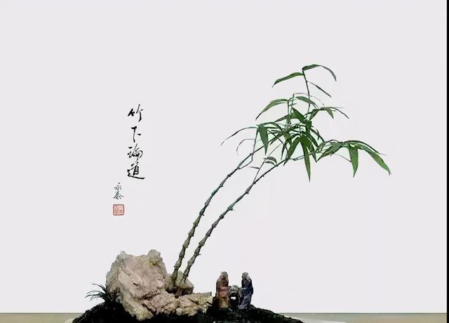 都说居不可无竹，教你制作一盆竹子盆景，放家里是一道靓丽的风景