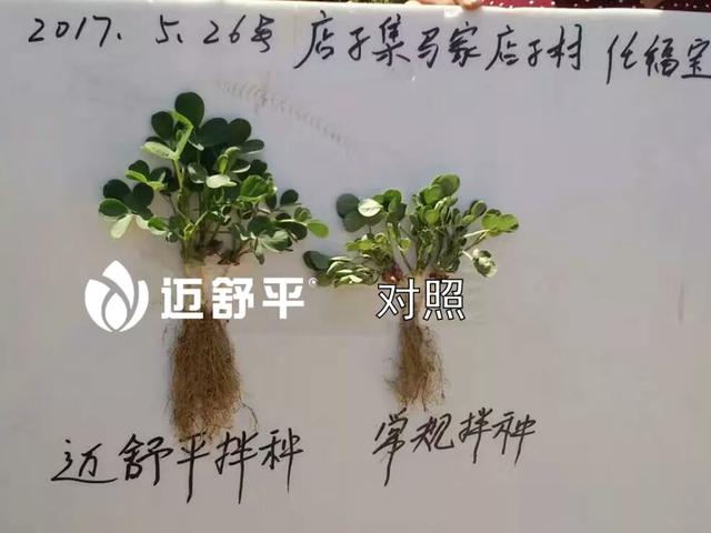 哪些地不能种花生，播种前该怎么做？多亏专家提醒，太涨知识了