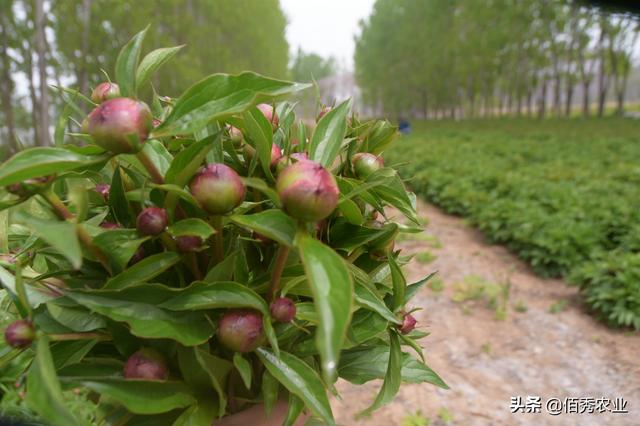 芍药花极具观赏功能，还能制成花茶，为啥农村种植户要摘下扔掉？