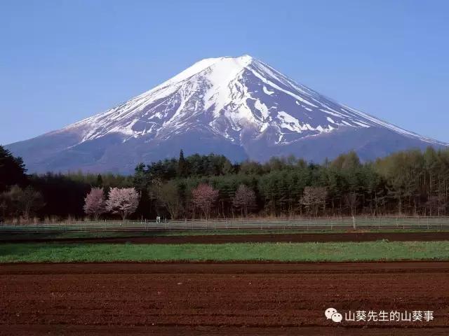 山葵的发现和种植起源