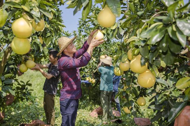 「养生」广东秋冬水果图鉴