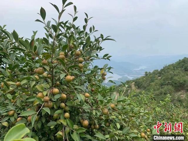 广东油茶种植面积超263万亩 喜迎丰收季