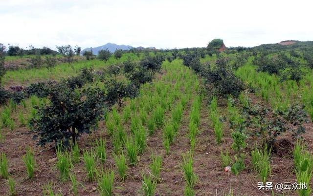 油茶幼林增收有方法，合理套种山稻，又能科学地管护油茶林