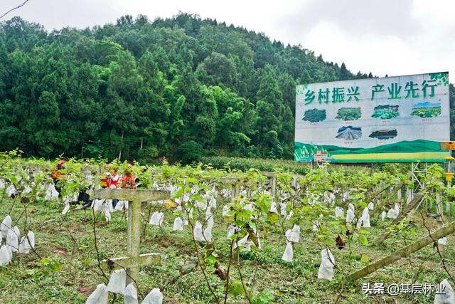 适合农村乡村振兴深度挖掘的特色种植业有哪些？