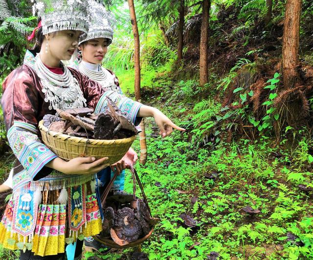 灵芝栽培技术，全套打包教给你，让你轻松学会种植