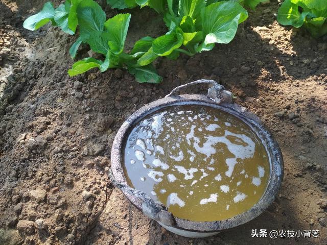 3分钟学会微生物菌剂自制方法，操作简单、省钱好用，提质又增产