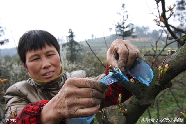 梨树什么时候嫁接？用什么砧木最好？有哪些方法？如何高接换头？