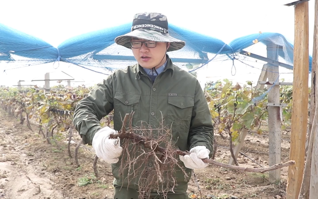 盆栽葡萄种植技术详细讲解！学习一下，在家就种植