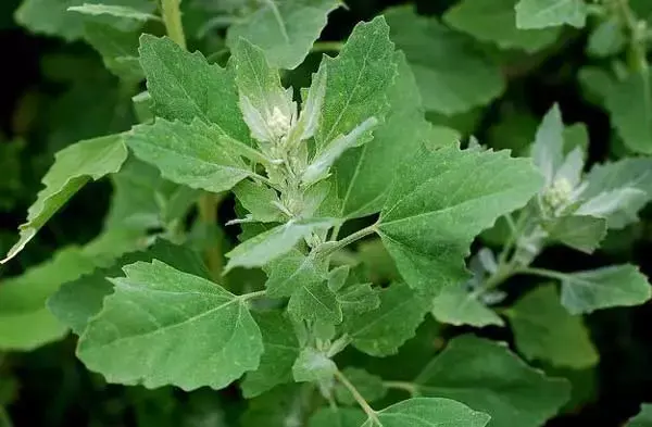 贵州人最爱的18种野菜，你尝过几种？