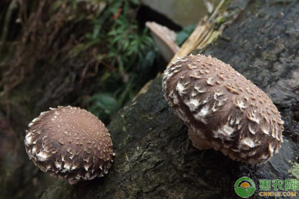 高产香菇需要掌握的种植技巧有哪些？