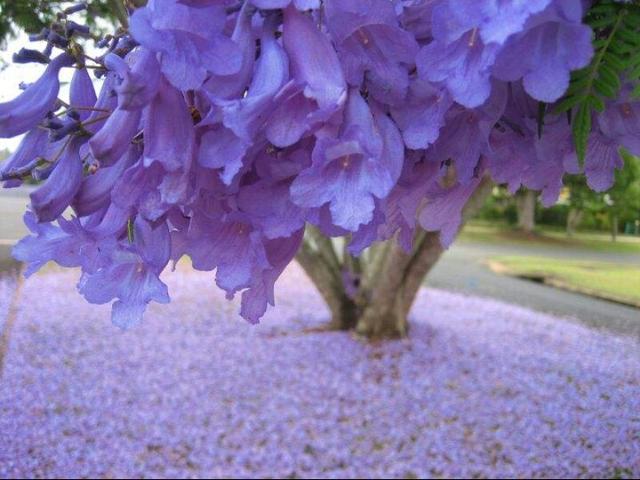 蓝花楹：紫蓝色的花海世界，蓝花楹的栽培方法