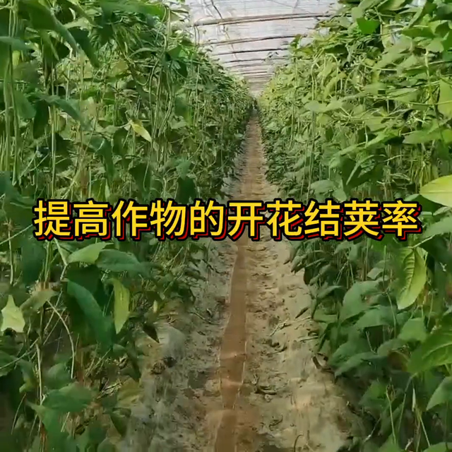 豆角高产一招搞定结荚多产量高@抖音短视频