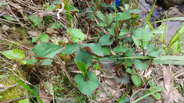 贵州人最爱的18种野菜，你尝过几种？