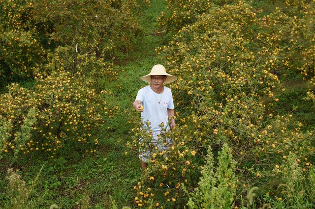 如果栽培刺梨，育苗和定植选择在什么时候比较好？现在就比较合适