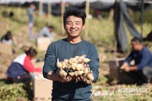 新疆种植生姜(库车市面姜试种成功)