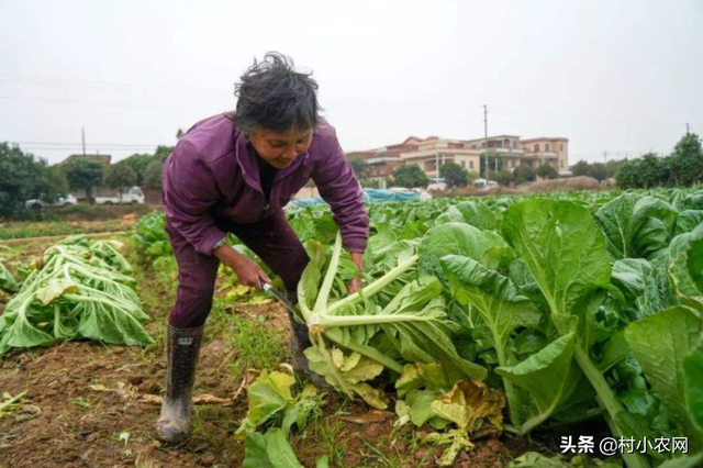 7到10月可以种芥菜了，赶紧看看芥菜的11种植步骤，学会了马上用