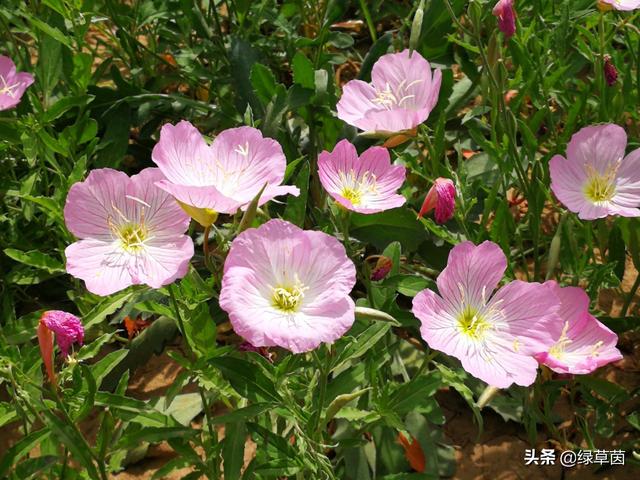 美丽月见草，花香四溢，适合用于绿化花海种植观赏