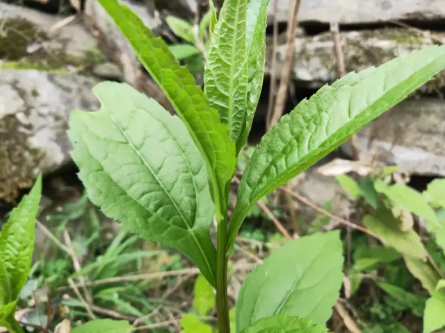 贵州人最爱的18种野菜，你尝过几种？