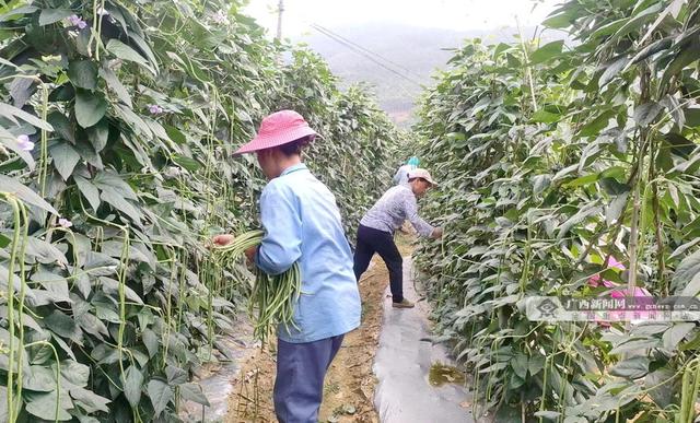 大化加城村：豇豆种植基地迎来首个收获季