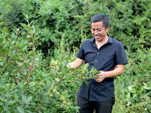 百亩山林油茶种植规划(将千亩油茶林打造成为乡村振兴的“绿色银行”)