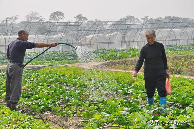 10分钟教会你掌握种菜的核心技术，长势和产量全靠这，太实用