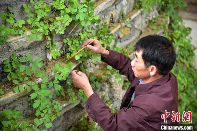 广西农民回乡种“苦药”一斤最少能卖1000元