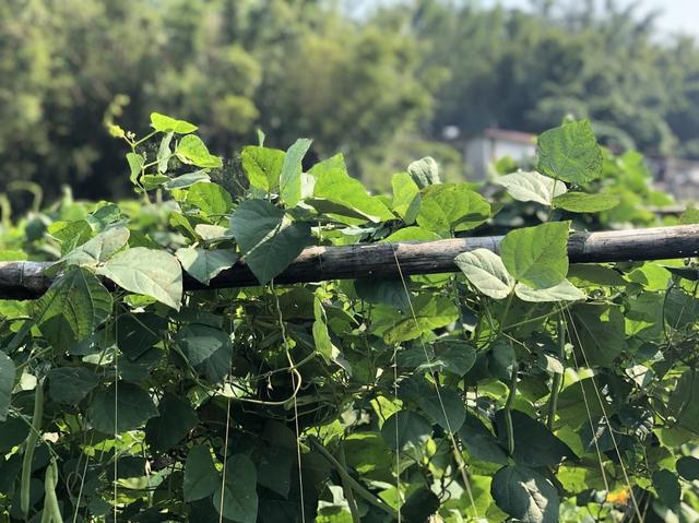 豆角早春栽培技术，一定要掌握好病虫害防治和土肥水管理