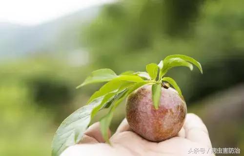 三华李种植的管理年历，以及病虫害管理