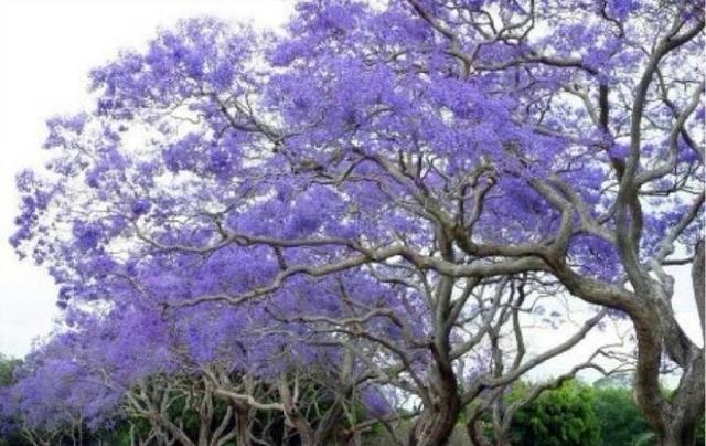 蓝花楹：紫蓝色的花海世界，蓝花楹的栽培方法