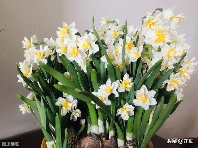 水仙花种植，掌握两个小技巧，不徒长，花开多又旺