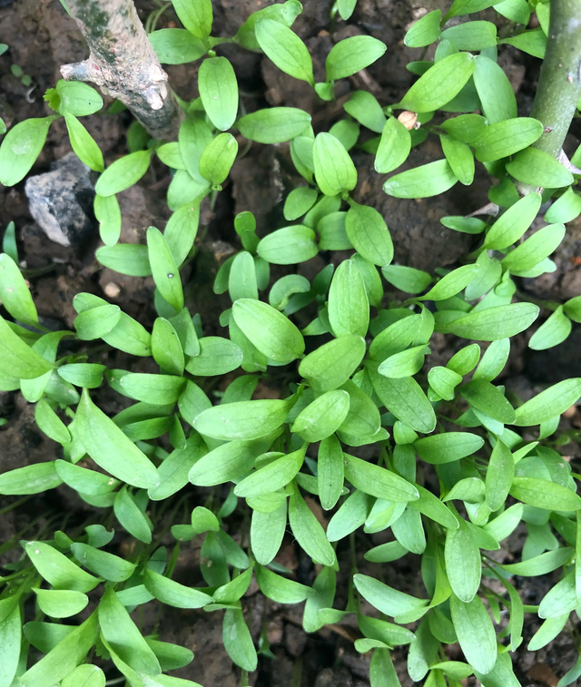 香菜在家就能种，做好3个方面，茂盛美观，生机勃勃，持续收获