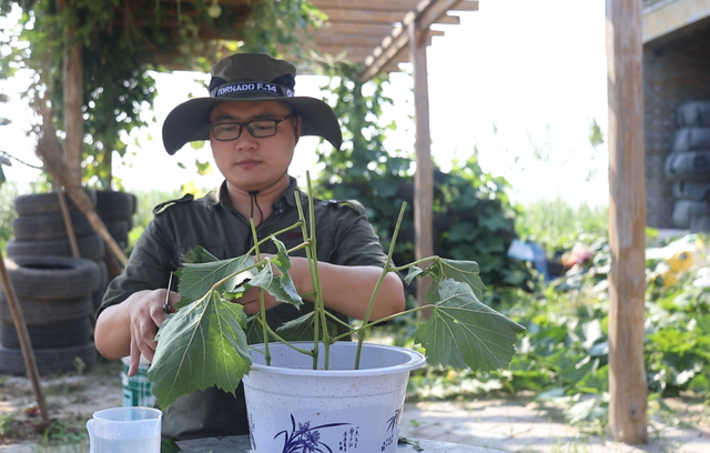 盆栽葡萄种植技术详细讲解！学习一下，在家就种植