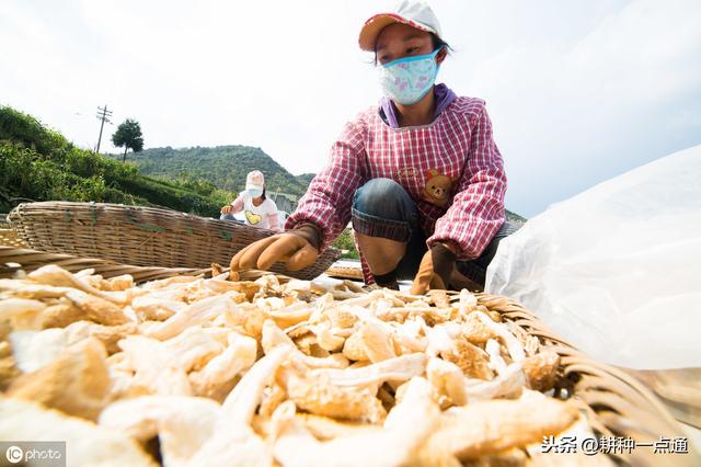 天麻种植生态气候条件及增产技术总结都在这，请收好