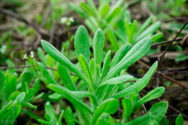 四川人很爱吃的5种野菜，折耳根没上榜，你吃过几种？