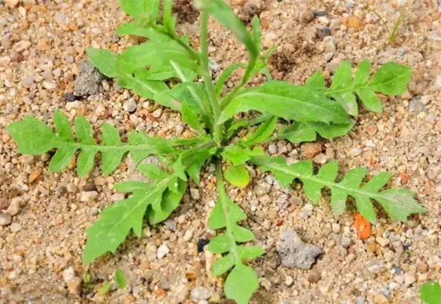 贵州人最爱的18种野菜，你尝过几种？