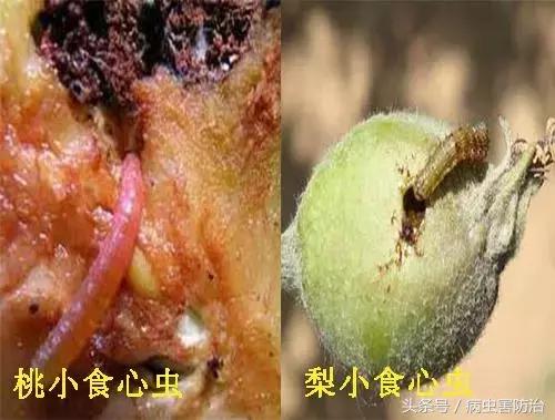 三华李种植的管理年历，以及病虫害管理