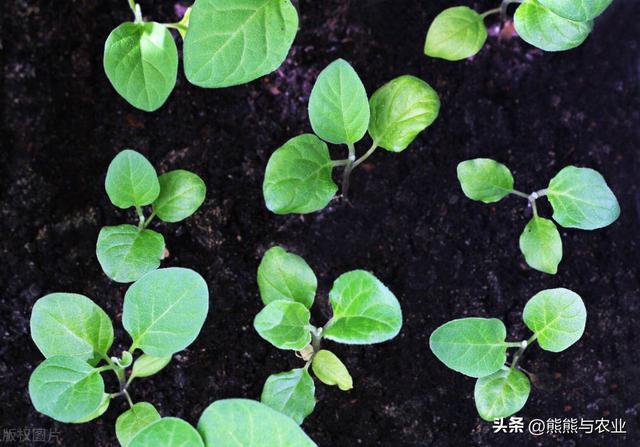 茄子完整种植过程，7个主要步骤，70天就能收获