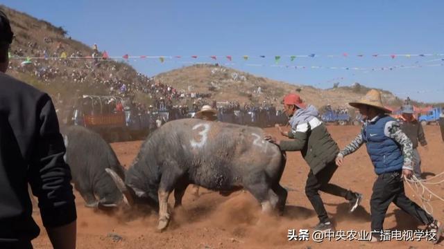 【田间示范秀】人参果总动员