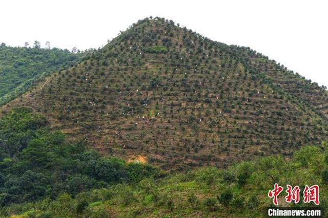 广东油茶种植面积超263万亩 喜迎丰收季