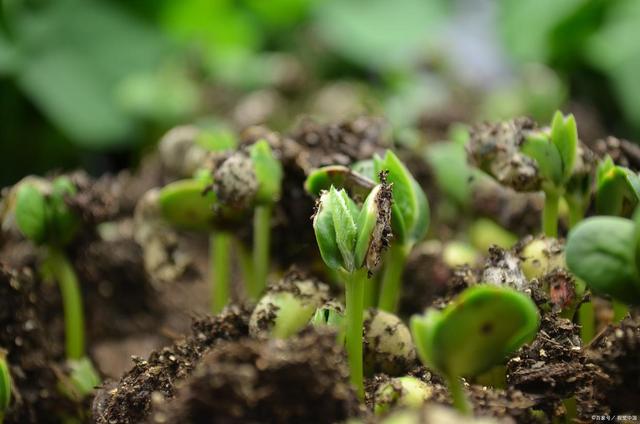 花生种植“烂种”困扰：原因解析与应对策略