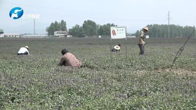 如何发展中药材种植及产业扶贫，确山县探索出新模式！