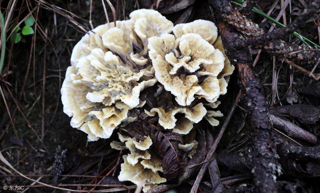 野生干巴菌价格昂贵，能够进行人工种植吗？