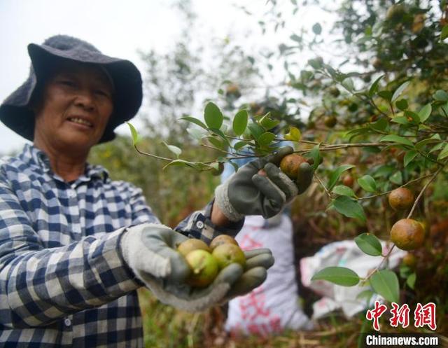 广东油茶种植面积超263万亩 喜迎丰收季