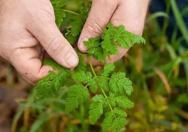 贵州人最爱的18种野菜，你尝过几种？