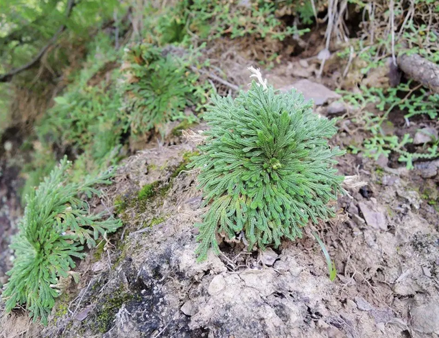 池塘边有1种“还魂草”，挖5棵种起来，来年变盆栽，珍贵