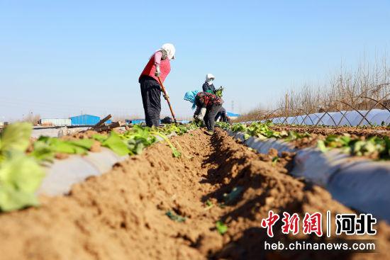 河北滦南：春耕进行时 红薯种植忙